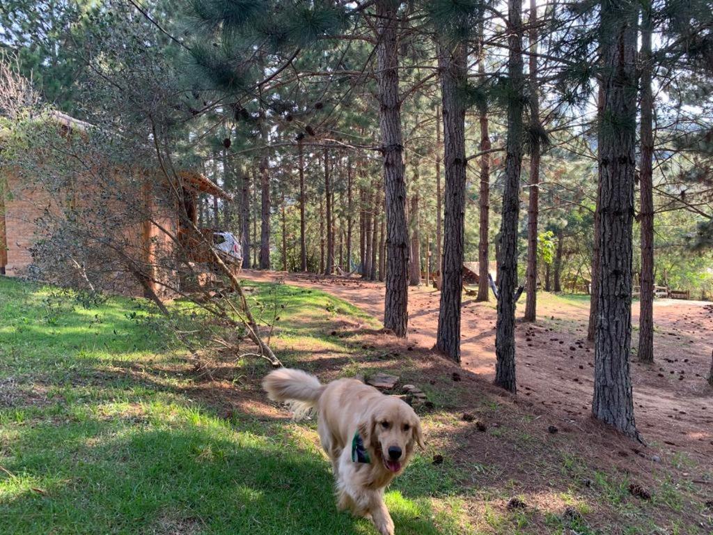 Chales Sitio Do Tanque Conceição da Ibitipoca Dış mekan fotoğraf